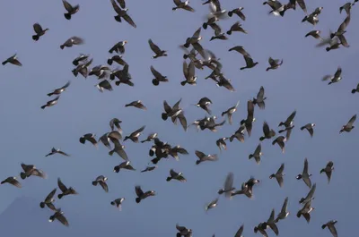 Illustration dissipated