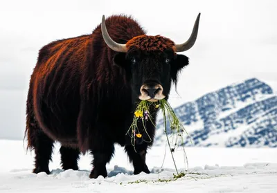 Illustration yak - Image 1