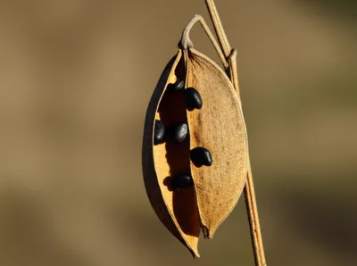 Illustration bivalves - Image 1