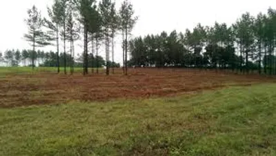 Illustration clearing - Image 2