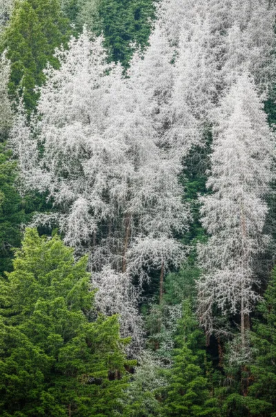 Illustration silvers - Image 1