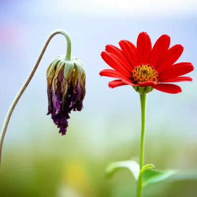 Illustration sickened - Image 1