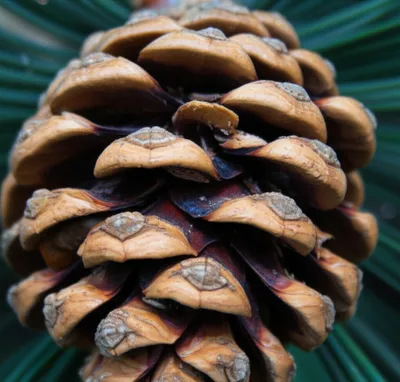 Illustration scale - Image 1