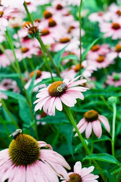 Illustration coneflowers - Image 2