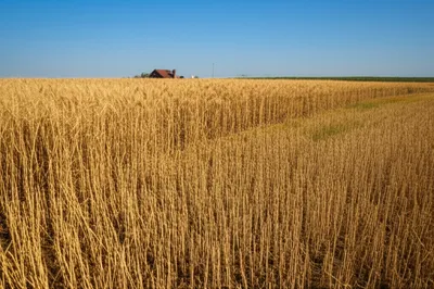 Illustration cropped - Image 1