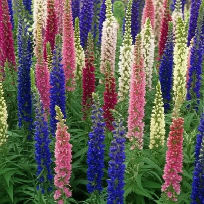 Illustration larkspur - Image 1