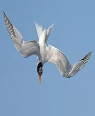 Illustration diving - Image 3