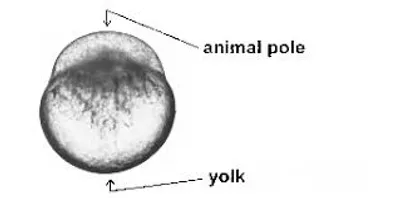 Illustration animal - Image 2