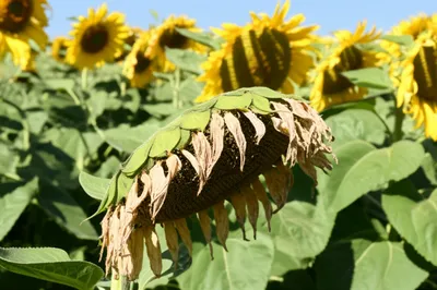 Illustration ineffectual - Image 1