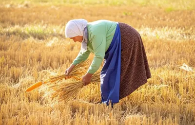 Illustration leasing - Image 1