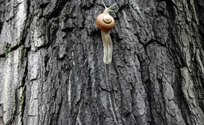 Illustration inches - Image 1