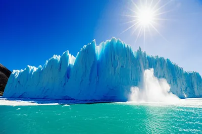 Illustration calves - Image 1