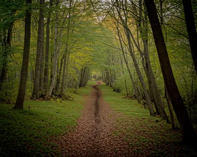 Illustration tracking