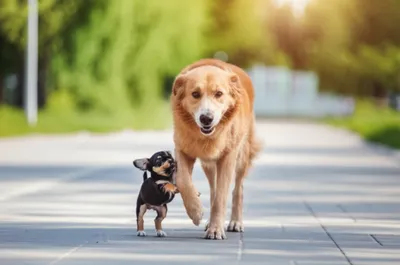 Illustration heeled - Image 1