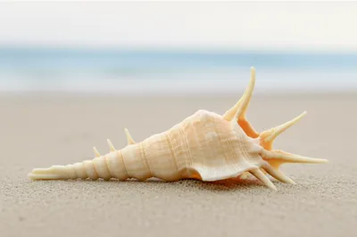 Illustration spindle - Image 1