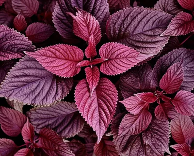 Illustration beefsteak - Image 1