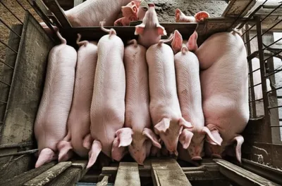 Illustration franking - Image 1