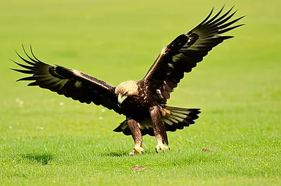 Illustration pounces - Image 1