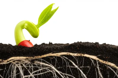 Illustration originate - Image 1