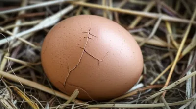 Illustration hen - Image 1