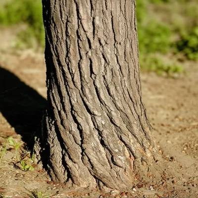 Illustration manliness - Image 1