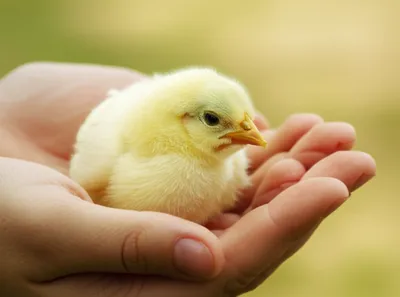 Illustration chicken - Image 1