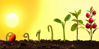 Illustration seeding - Image 1