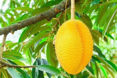 Illustration citron - Image 1