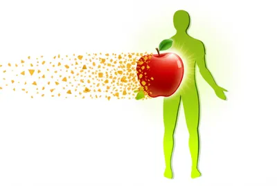 Illustration metabolized - Image 1