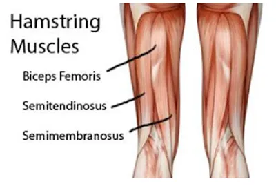 Illustration hamstring - Image 2