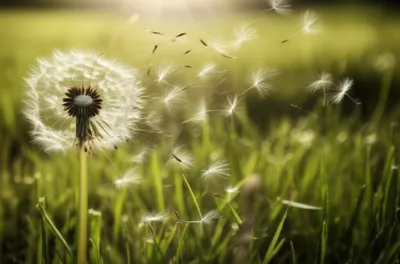 Illustration puff - Image 1