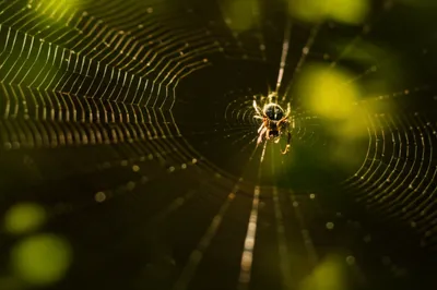 Illustration spinners - Image 1