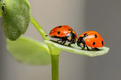 Illustration ladybugs - Image 2