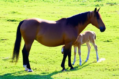 Illustration stinting - Image 1