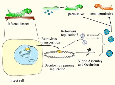Illustration permissive - Image 2