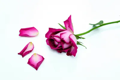 Illustration deflowered - Image 1