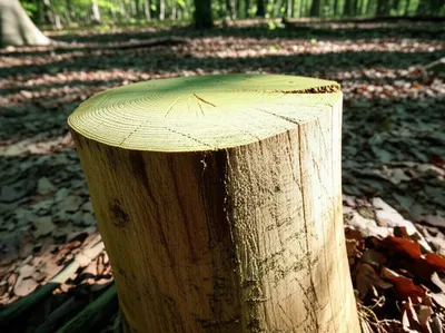 Illustration stumps - Image 1