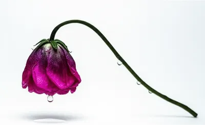 Illustration succumb - Image 1