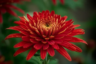 Illustration mums - Image 1