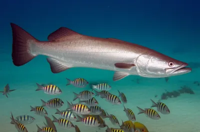 Illustration sergeants - Image 1