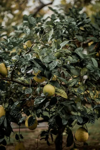 Illustration fruiting - Image 2