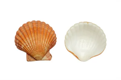 Illustration synthetic - Image 1