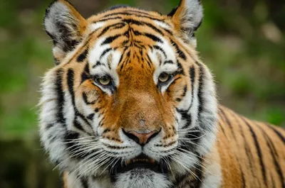 Illustration undomesticated - Image 2