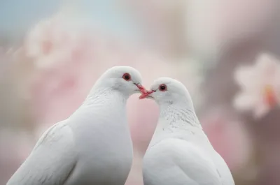 Illustration billed - Image 1