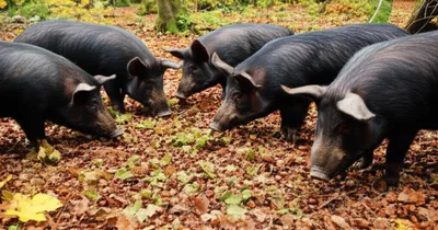 Illustration pannage - Image 1