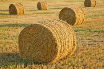 Illustration cocks - Image 1