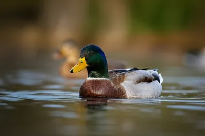 Illustration drake - Image 1