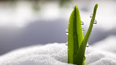 Illustration thaws - Image 1