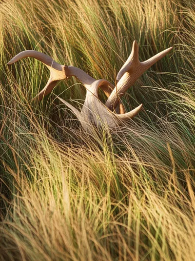 Illustration rutted - Image 1