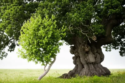 Illustration lithe - Image 1